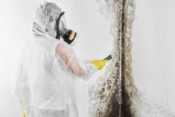 Best Crawl Space Mold Removal  in , MO