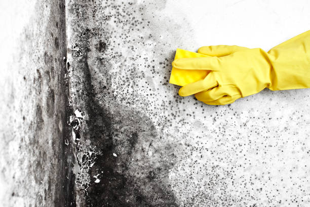 Best Attic Mold Removal  in , MO